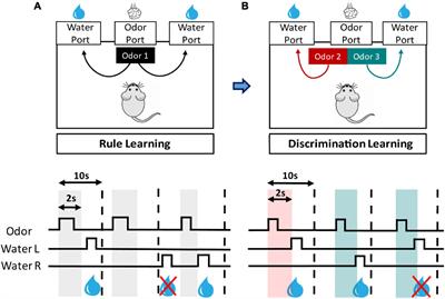 Distinct Age-Specific Effects on Olfactory Associative Learning in C57BL/6 Substrains